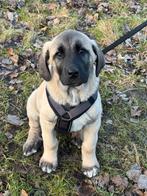 Kangal pups (anatolische herder), Ophalen, Overig