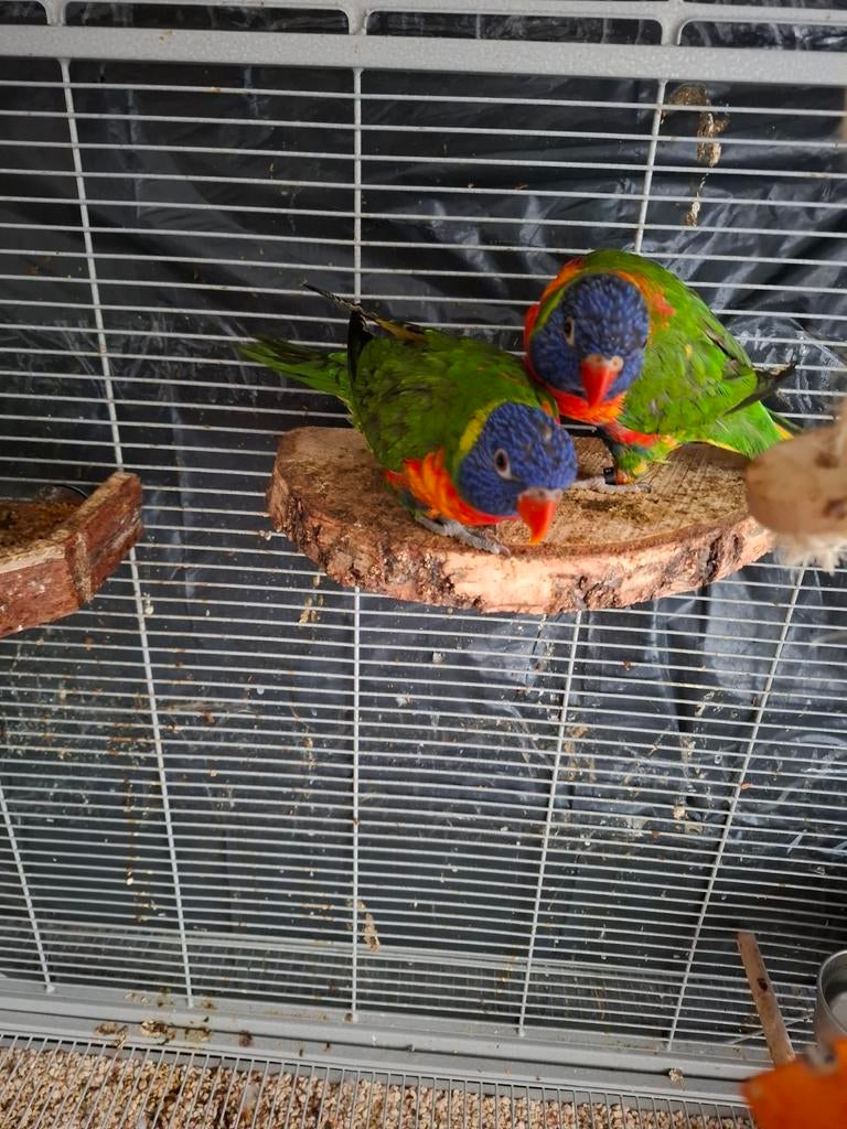 Lori van de blauwe bergen, Dieren en Toebehoren, Tam