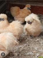 Amerikaanse zijdehoen kuikens citroengeel, Dieren en Toebehoren, Pluimvee, Meerdere dieren, Kip