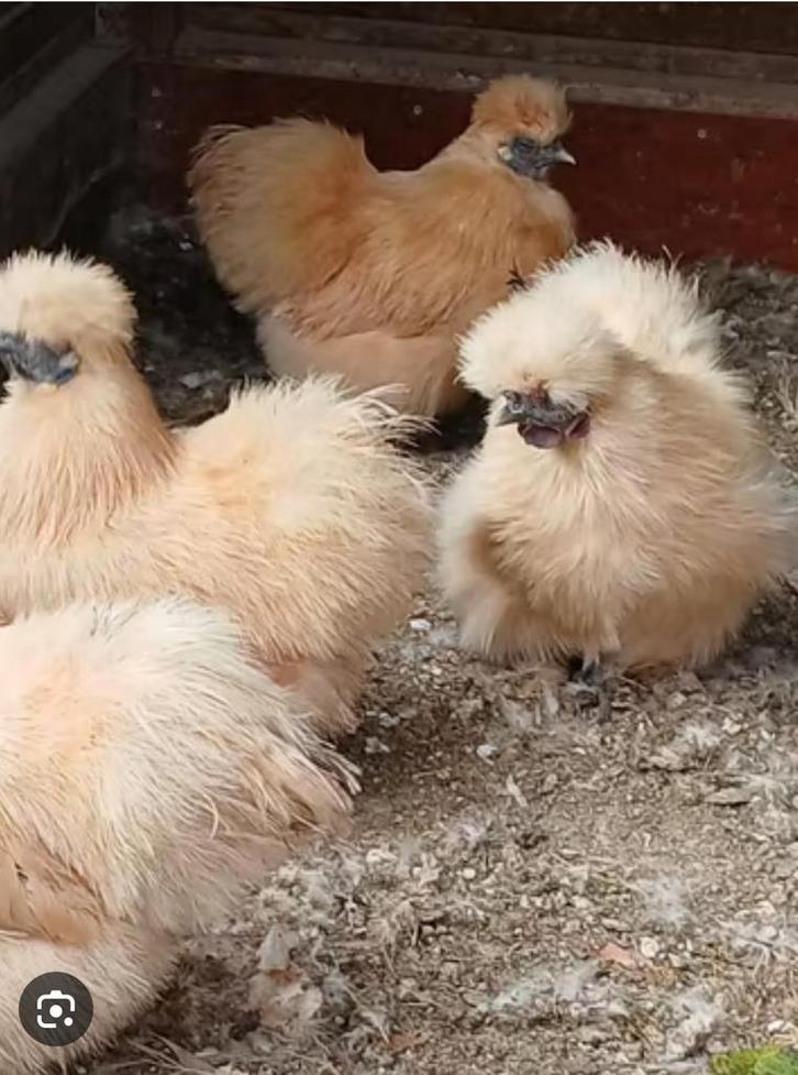 Amerikaanse zijdehoen kuikens citroengeel, Dieren en Toebehoren, Pluimvee, Kip, Meerdere dieren