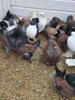 Engelse modena.s, Meerdere dieren, Overige soorten