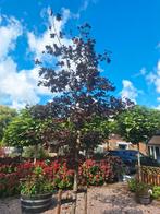 Rode Esdoorn Acer Rubrum, Tuin en Terras, Ophalen, Bloeit niet, Halfschaduw, Overige soorten
