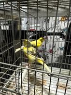 Harz canarie man 2025, Mannelijk