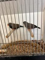 Charcoal zebravinken, Dieren en Toebehoren, Vogels | Overige Vogels, Meerdere dieren, Geringd