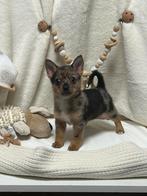 Pomchi merle pup chihuahua x pomeriaan reutje reu, Dieren en Toebehoren, Honden | Chihuahua's en Gezelschapshonden, Rabiës (hondsdolheid)