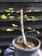 Beuk bonsai starter, Ophalen, Bloeit niet, Overige soorten, Minder dan 100 cm