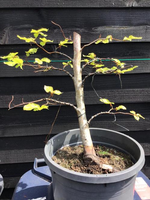 Beuk bonsai starter, Tuin en Terras, Planten | Bomen, Overige soorten, Minder dan 100 cm, Bloeit niet, Ophalen