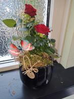 Plant arrangement Potroos rood in pot, Halfschaduw, Lente, Overige soorten, Ophalen