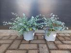 Eucalyptus Gunnii - Eucalyptusplant / Gomboom H: 35 - 40 cm., Tuin en Terras, Volle zon, Vaste plant, Bloeit niet, Ophalen