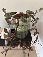 Te koop: Philodendron Pink Princess inclusief pot, Huis en Inrichting, Kamerplanten, Ophalen, Overige soorten, Halfschaduw, In pot