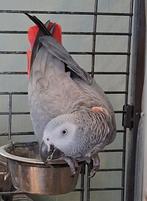 Broedrijpe Grijze roodstaart pop, Dieren en Toebehoren, Vogels | Parkieten en Papegaaien, Vrouwelijk, Papegaai, Geringd