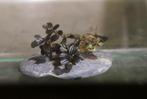 bucephalandra mini coin black aquariumplant, Dieren en Toebehoren, Vissen | Aquaria en Toebehoren, Nieuw, Plant(en), Steen of Hout