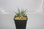 Agave utahensis, Huis en Inrichting, Kamerplanten, Vetplant, Ophalen of Verzenden, Minder dan 100 cm, Volle zon