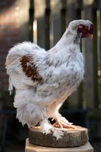 Opgezette Brahma haan, Verzamelen, Dierenverzamelingen, Ophalen of Verzenden, Nieuw, Boerderijdier, Opgezet dier