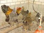 Toom Brahma patrijs, Dieren en Toebehoren, Pluimvee, Meerdere dieren, Kip