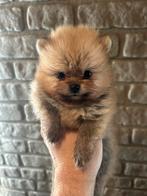 Kleine pomeriaan pups, België, Particulier, Keeshond, 8 tot 15 weken