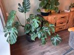 Gatenplant / monstera deliciosa, Ophalen, Halfschaduw, 100 tot 150 cm
