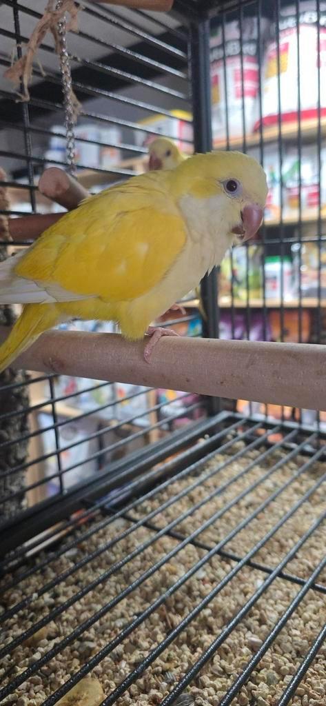 Tamme muisparkieten 2025, Dieren en Toebehoren, Vogels | Kanaries, Geslacht onbekend