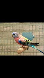 Bourke man uit blauwselectie ,geringd juli ‘25, Dieren en Toebehoren, Vogels | Parkieten en Papegaaien, Mannelijk, Parkiet, Geringd
