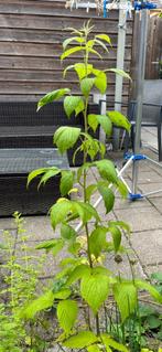 Frambozen plant, Tuin en Terras, Planten | Tuinplanten, Ophalen, Volle zon, Vaste plant, Zomer