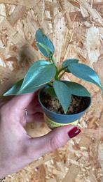 Philodendron Hastatum Silver Sword plantje, Huis en Inrichting, Kamerplanten, Ophalen of Verzenden, Halfschaduw, Minder dan 100 cm