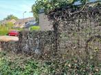 GRATIS: Hedra op metalen frame, Ophalen, Beukenhaag
