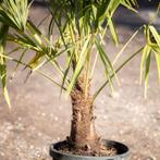 Trachycarpus Fortunei - Waaierpalm g66703, Tuin en Terras, Ophalen of Verzenden