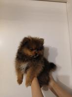 Pomeranian puppy's 2 maanden, Dieren en Toebehoren, Honden | Poolhonden, Keeshonden en Oertypen, Keeshond, Reu, 8 tot 15 weken