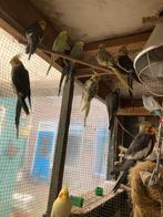 9 valkparkieten, Dieren en Toebehoren, Vogels | Parkieten en Papegaaien, Meerdere dieren, Parkiet