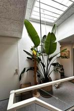 Mega Strelitzia Nicolai +- 3,5 meter, Ophalen
