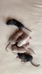 Dwergratjes/ rittens, Dieren en Toebehoren, Knaagdieren, Rat, Meerdere dieren, Tam, September