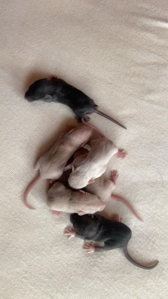 Dwergratjes/ rittens, Dieren en Toebehoren, Knaagdieren, Meerdere dieren, Rat, September, Tam