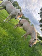 2 rødblakk jaarling ruinen (fjorden), Dieren en Toebehoren, Gechipt, Ruin, Niet van toepassing, 0 tot 2 jaar