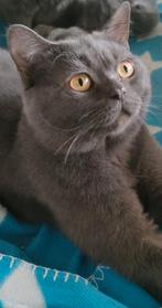 Britse korthaar 1 jaar en 3 maanden, Dieren en Toebehoren, Katten en Kittens | Raskatten | Korthaar, Kater, Ontwormd, 0 tot 2 jaar