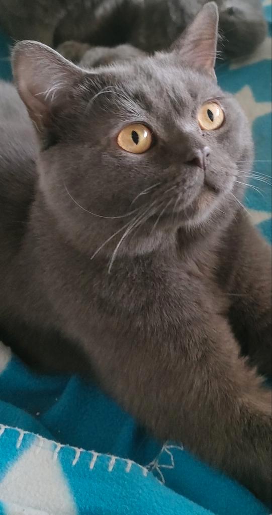Britse korthaar 1 jaar en 3 maanden, Dieren en Toebehoren, Katten en Kittens | Raskatten | Korthaar, Kater, 0 tot 2 jaar, Ontwormd