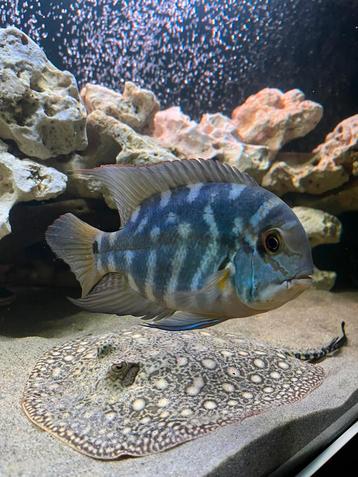 Hoplarchus psittacus cichliden beschikbaar voor biedingen
