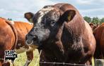 Te koop aparte vrb dikbilstier, Dieren en Toebehoren, Runderen, Mannelijk