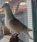 Duif duivin., Vrouwelijk, Overige soorten