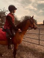 Lease/ verzorg paard gezocht, Dieren en Toebehoren, Ophalen of Verzenden, Nieuw