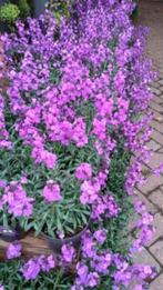 Erysimum linifolium steenraket, vaste plant, bodemdedekker, Volle zon, Vaste plant, Zomer, Ophalen