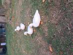 Hollandse witte kwakers
