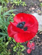Biologische zaden van grote Rode klaproos, Ophalen of Verzenden, Voorjaar, Volle zon, Zaad