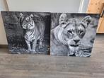 Grote canvas 2x leeuw en tijger 60x60 cm (dier van blijdorp), Huis en Inrichting, Woonaccessoires | Schilderijen, Tekeningen en Foto's