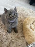 Britse korthaar kittens 4 katers beschikbaar, Dieren en Toebehoren, Katten en Kittens | Raskatten | Korthaar, Meerdere dieren