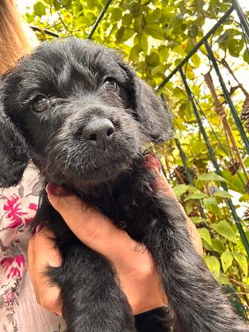 Doxiepoo pup teefje 8 weken beschikbaar voor biedingen