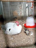 Gezocht witte bassette, Meerdere dieren, Kip