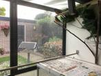 Schamalijster, Dieren en Toebehoren, Vogels | Overige Vogels, Meerdere dieren, Wildzangvogel, Geringd