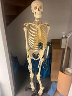 Anatomie model menselijk skelet, Sport en Fitness, Overige Sport en Fitness, Gebruikt, Ophalen