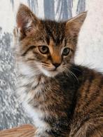 Tabby Kitten Ragdoll X Europese korthaar, Kater, Ontwormd, 0 tot 2 jaar