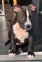 Amerikaanse stafford/pocket bully pup, Rabiës (hondsdolheid), Reu, 8 tot 15 weken, Eén hond
